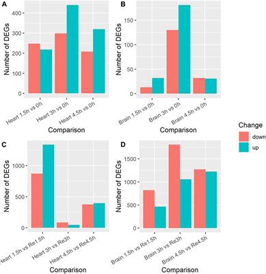 Transcriptomic atlas for hypoxia and following re-oxygenation in Ancherythroculter nigrocauda heart and brain tissues: insights into gene expression, alternative splicing, and signaling pathways